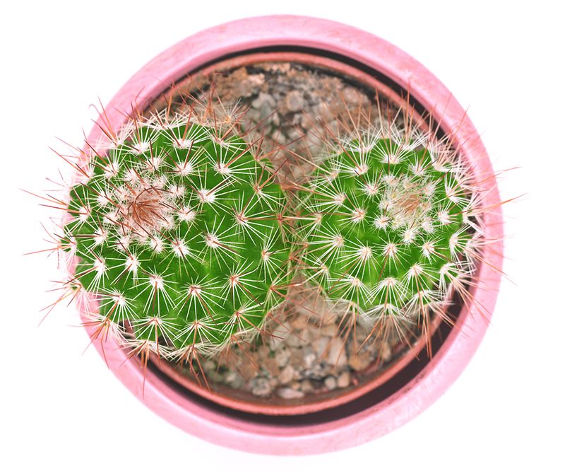 kaktusas vazone