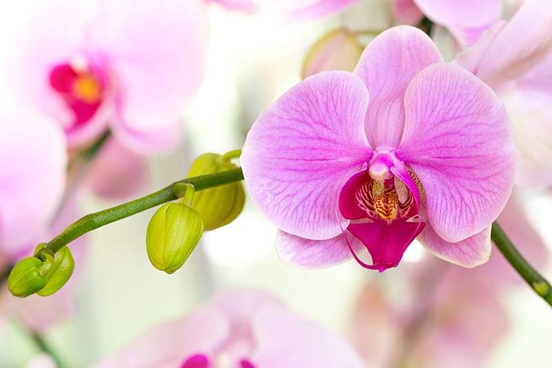 Orchidėja - gėlių reikšmės