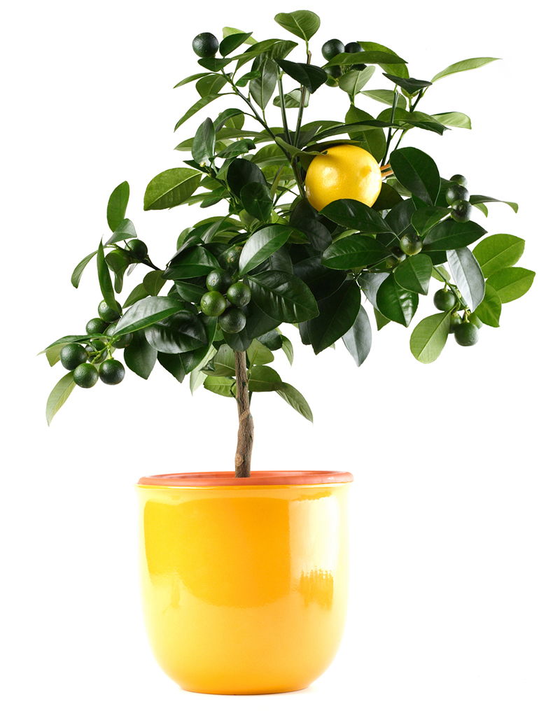citrinmedis vazone