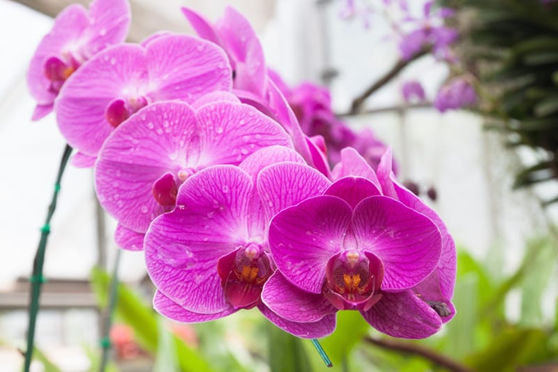 rozine orchideja