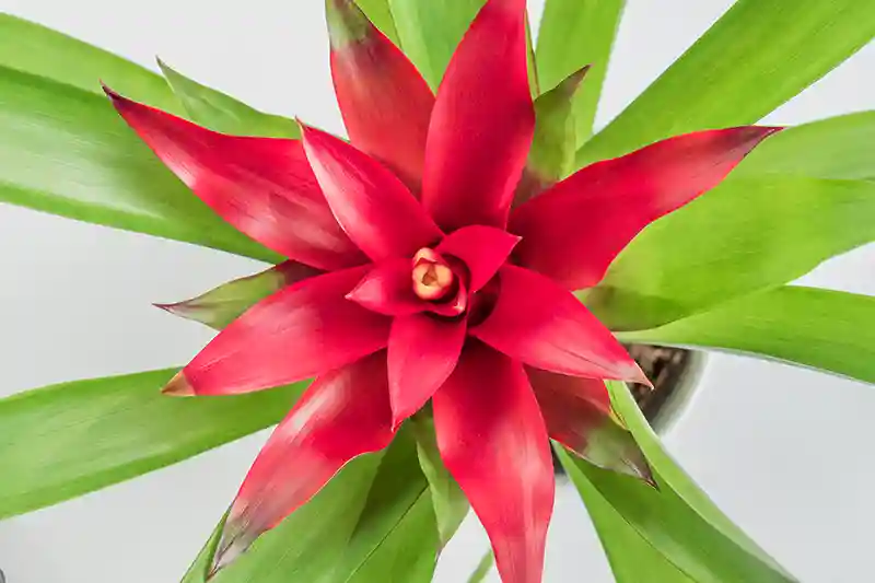 Bromelija bromelia