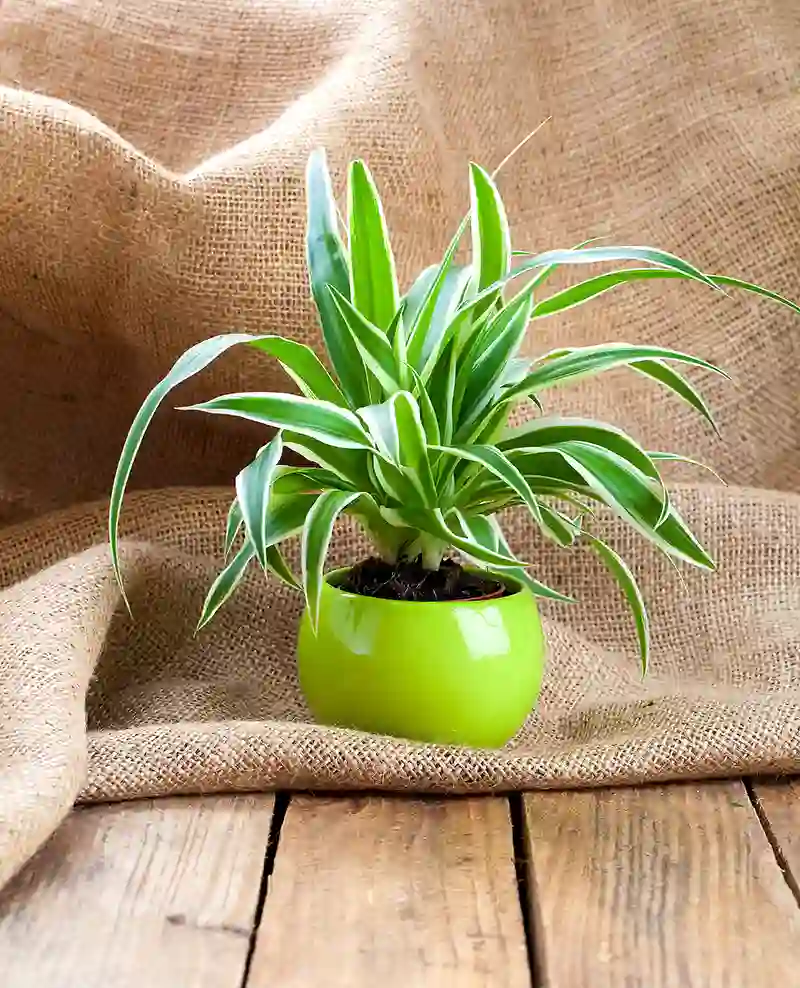 Chlorofitas Chlorophytum augalas