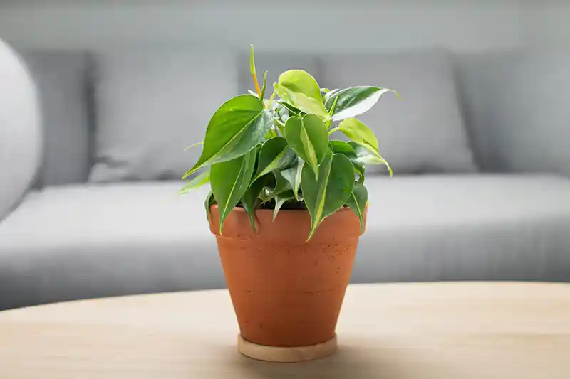 Filodendras philodendron