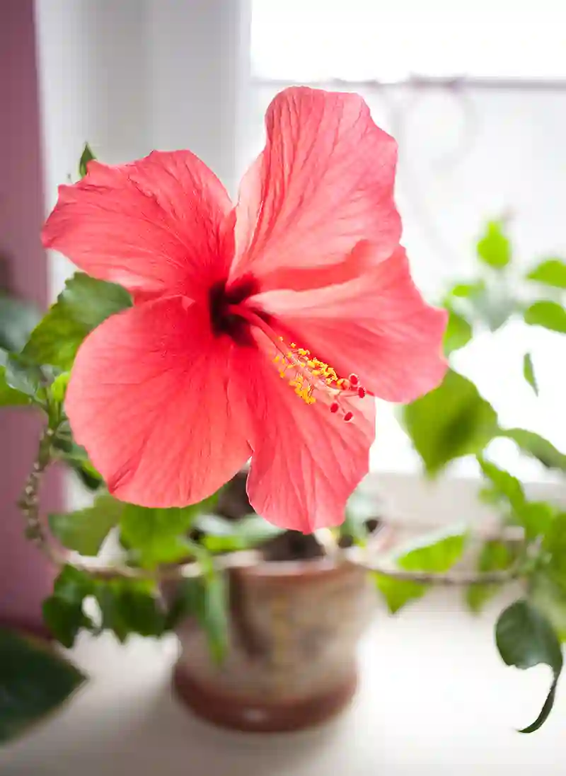 Hibiskas Hibiscus