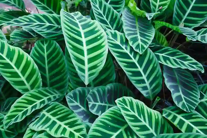Kalateja calathea