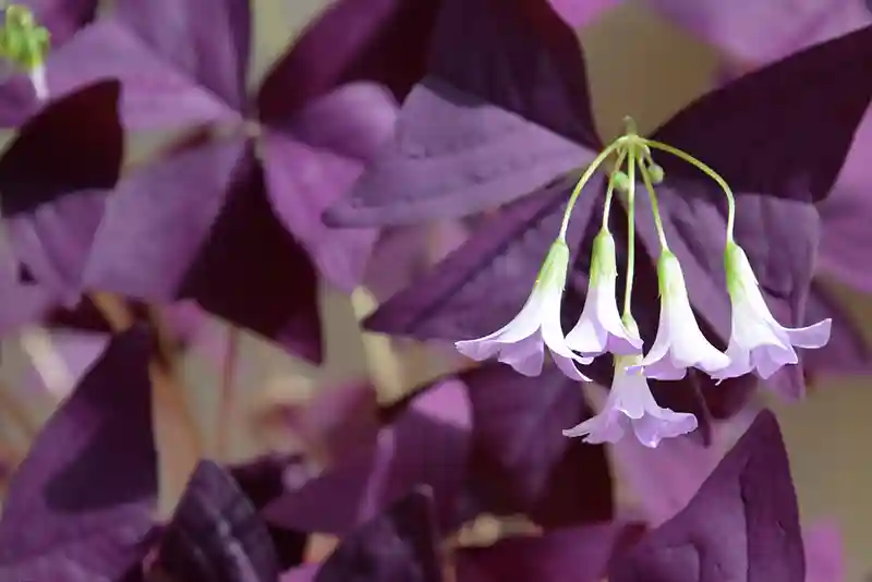 Oksalis Oxalis