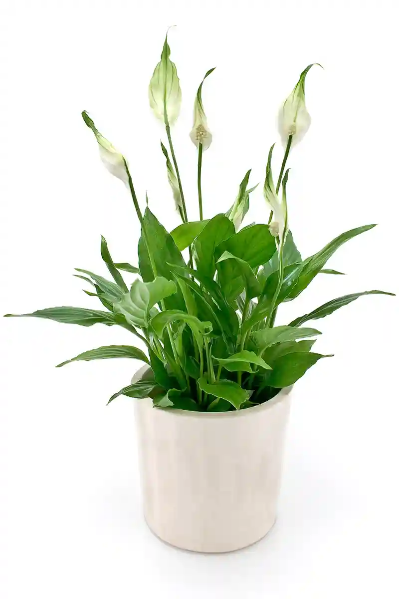 Spatifilis Spathiphyllum