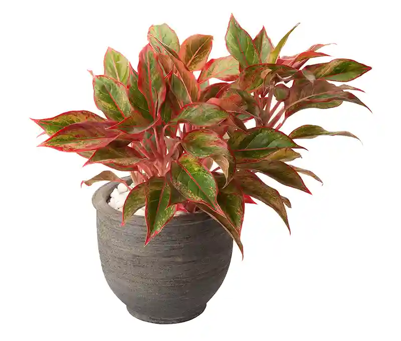 aglaonema aglaonema augalas