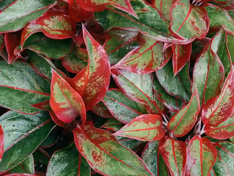 aglaonema 225686711