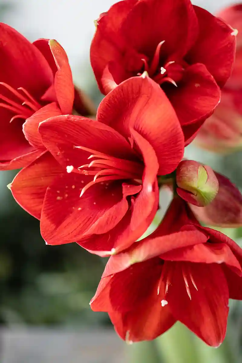 amarilis amaryllis kambarine gele
