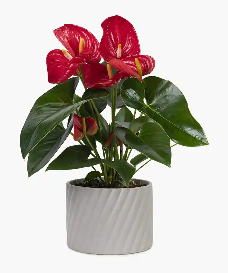 anturis anthurium 18141977