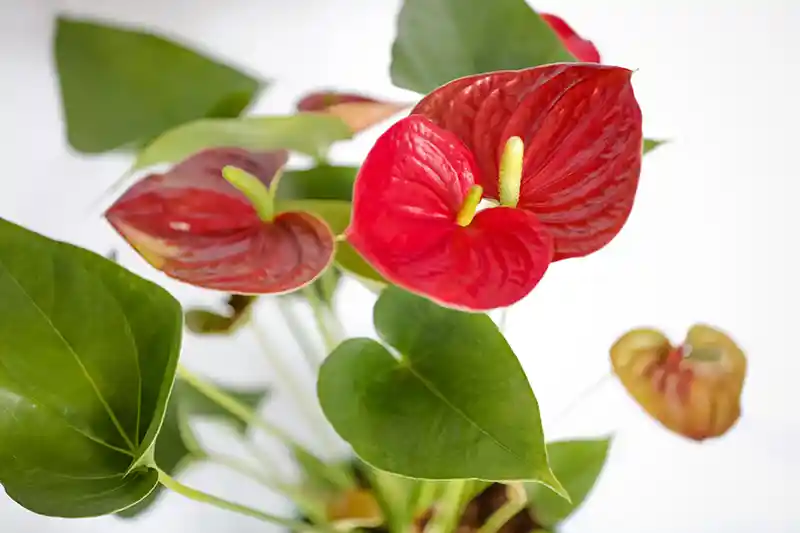 anturis anthurium raudonas