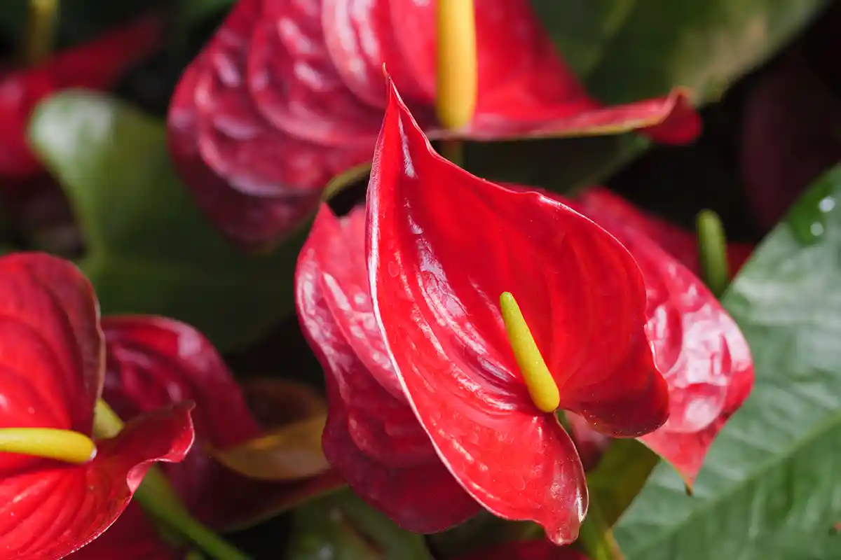 Anturis (Anthurium)