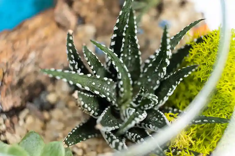 avortija haworthia 57297920