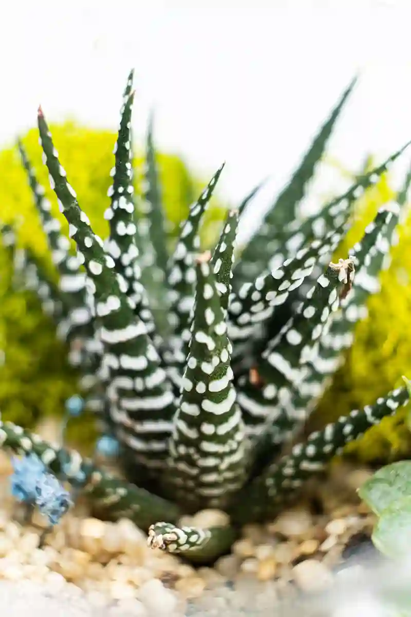 avortija haworthia sukulentai