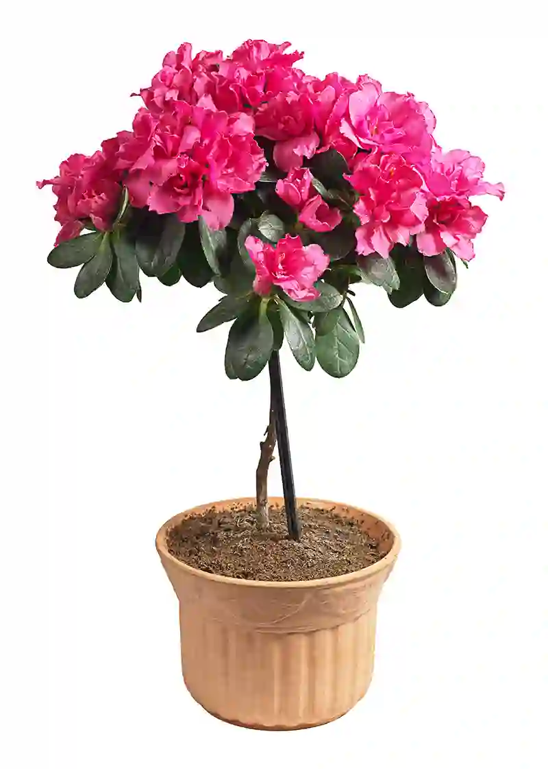 azalija azalea