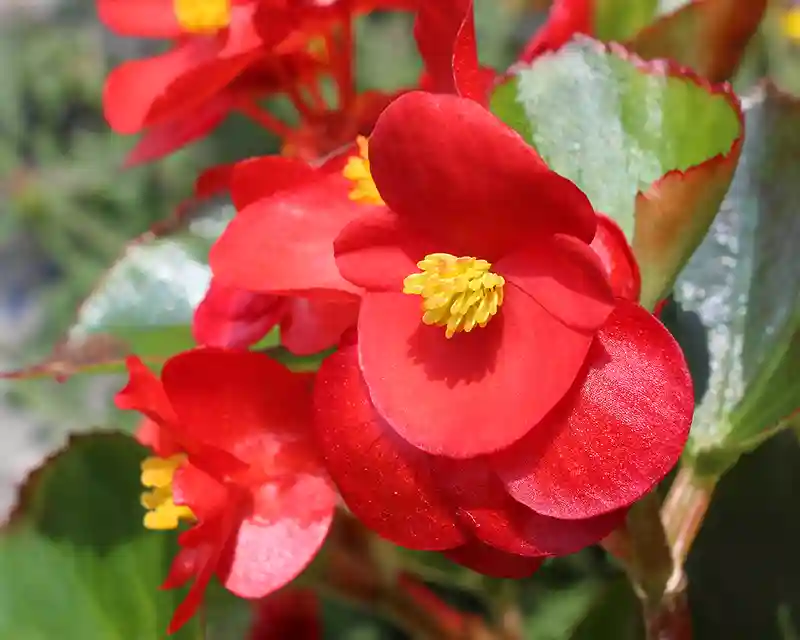 begonija visadzyde begonia semperflorens