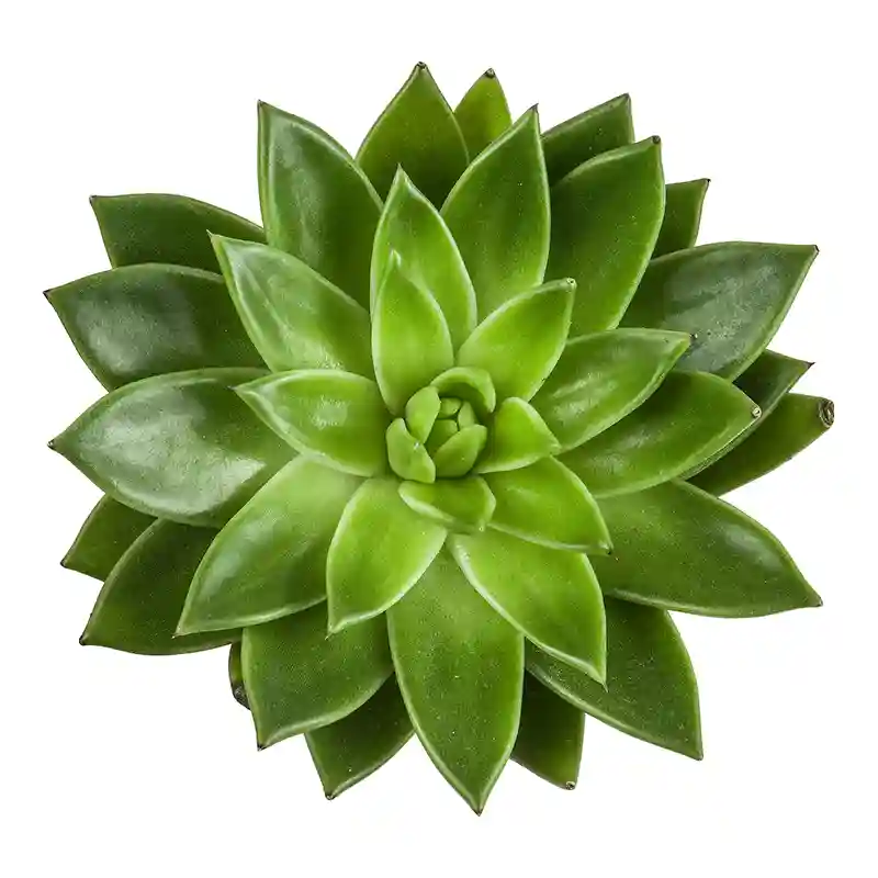 eseverija echeveria sukulentas