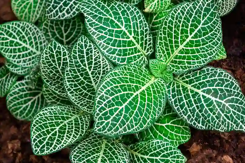 fitonija fittonia albivenis