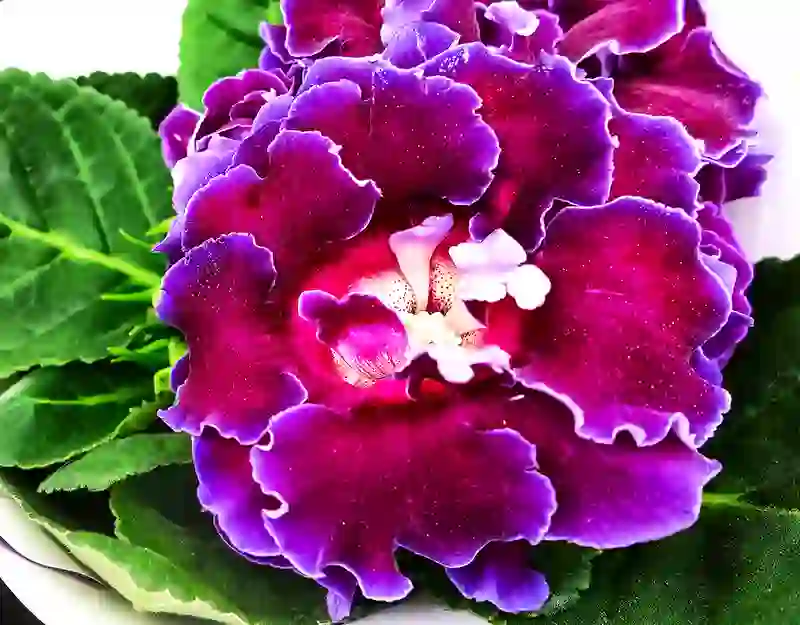 gloksinija gloxinia