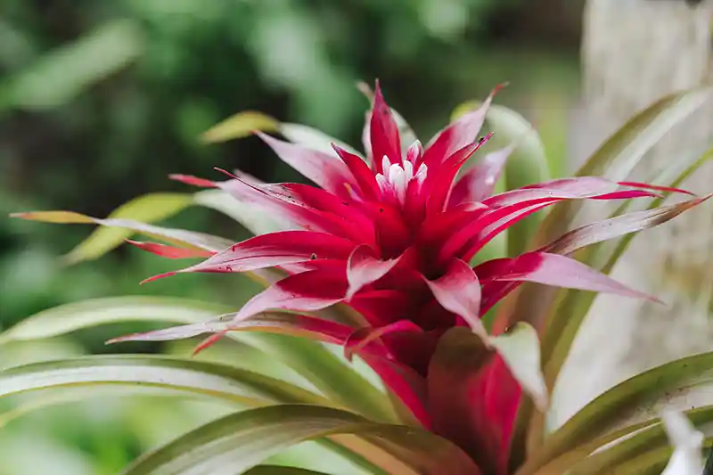 guzmanija guzmania auginimas