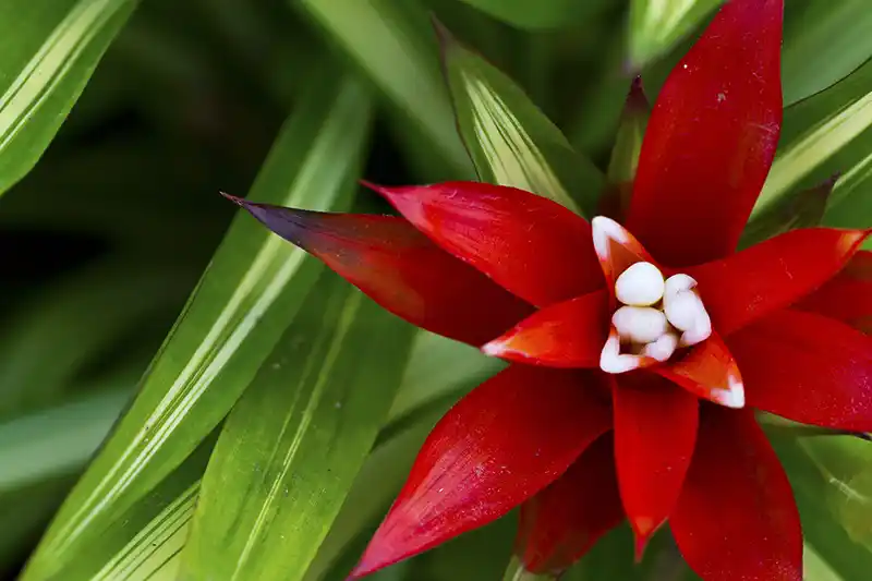 guzmanija guzmania prieziura