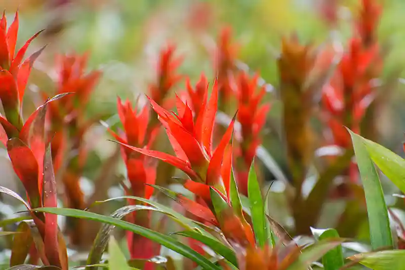 guzmanijos prieziura