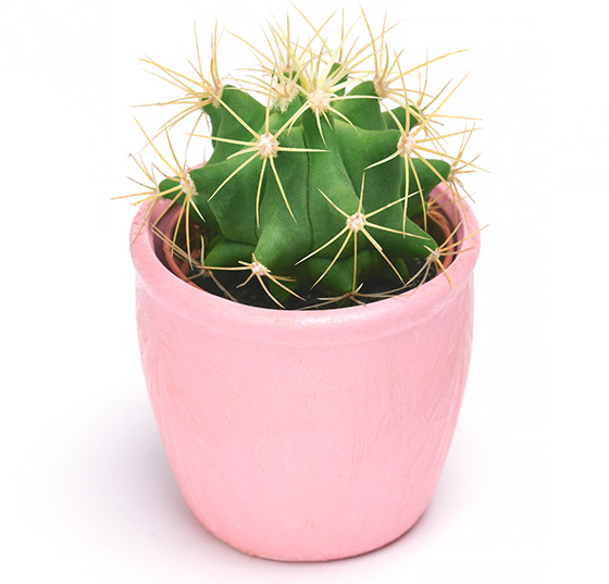 kaktusas Cactus