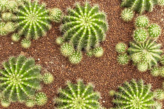 kaktusas Echinopsis Echinopsis