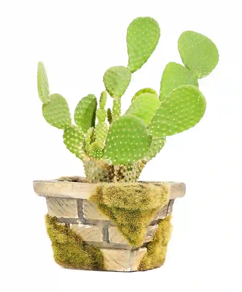 kaktusas opuncija Opuntia