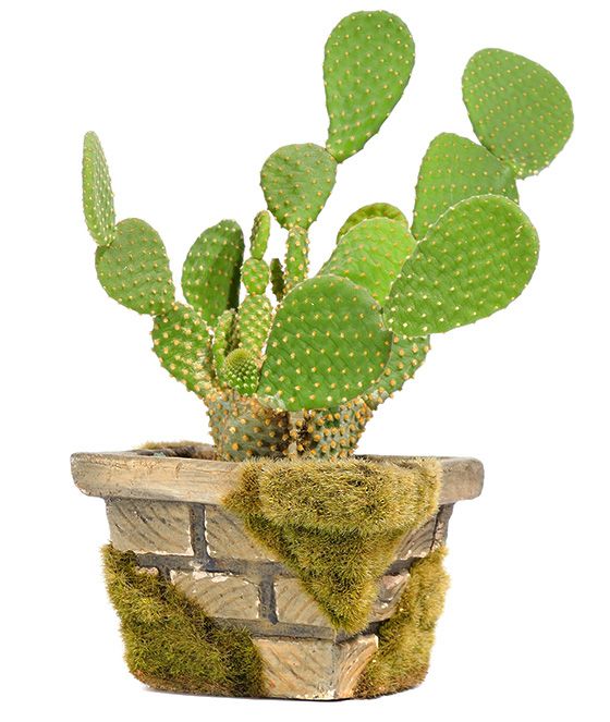kaktusas opuncija Opuntia