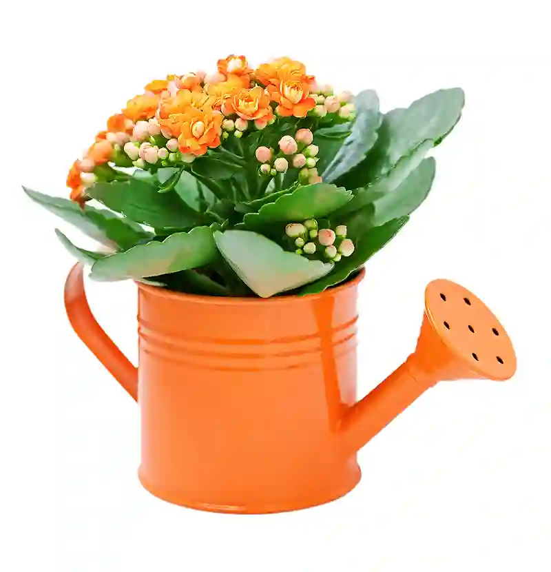 kalanke kalanchoe 52166719
