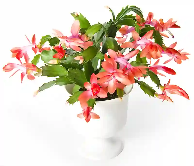 kaledu kaktusas schlumbergera truncata