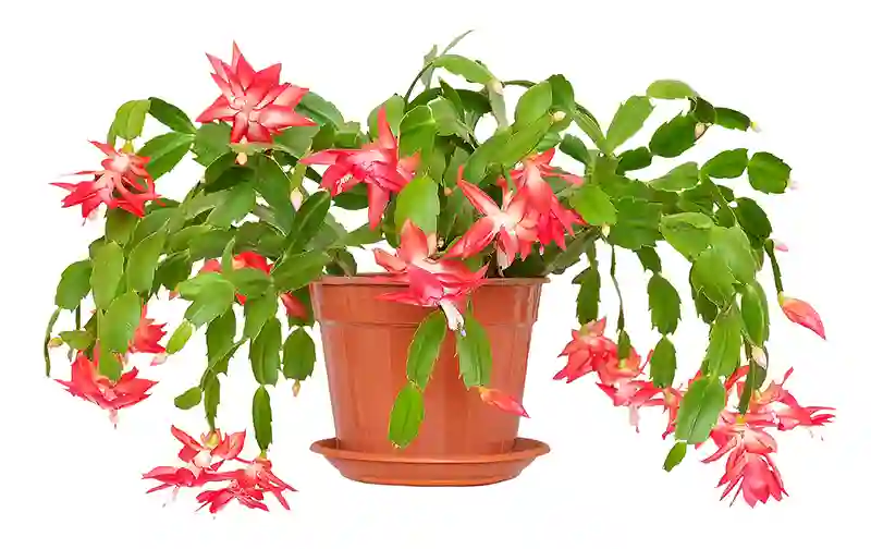 kaledu kaktusas schlumbergera truncata 2