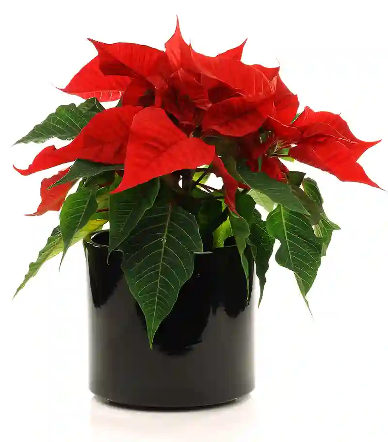 kaledu zvaigzde puansetija