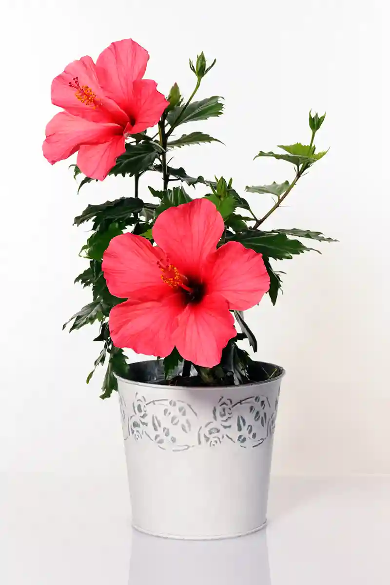 kinroze hibiscus 8256545