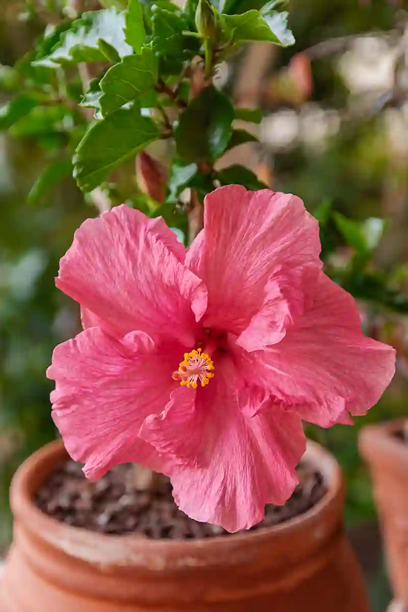 kinroze hibiscus 8525237