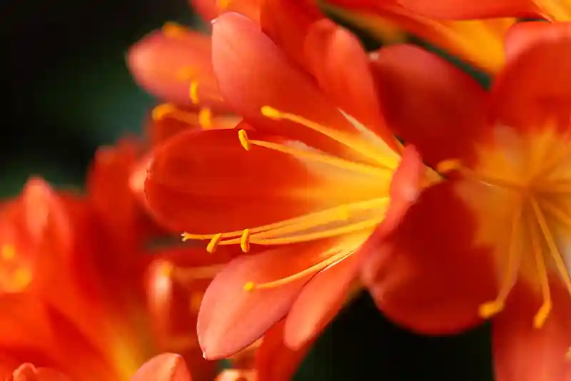klivija clivia