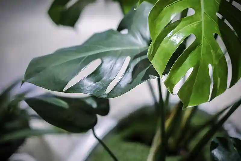 monstera dauginimas