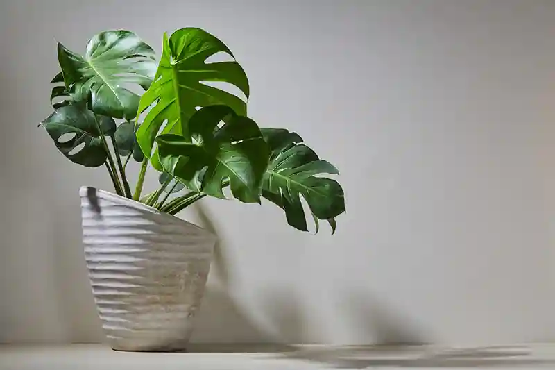 monstera kambarine gele