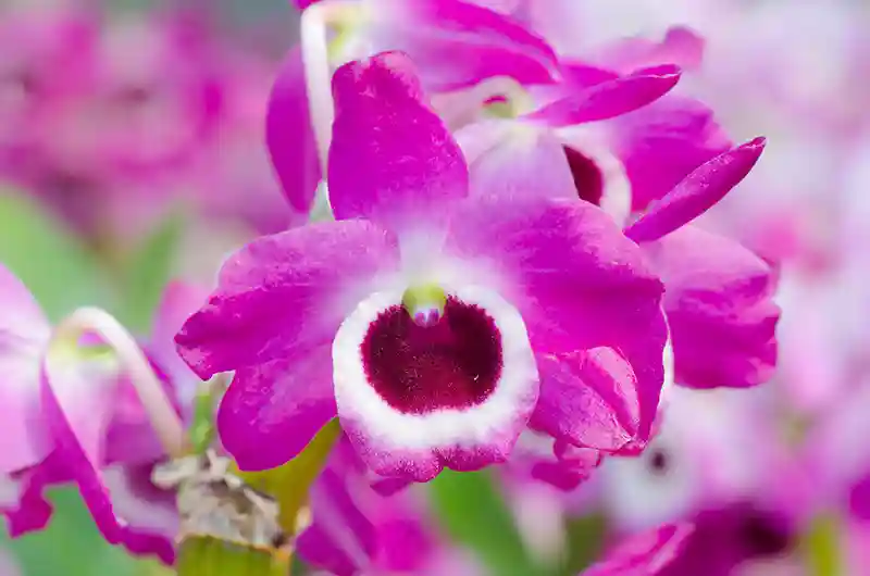 orchideja dendrobis 84425468