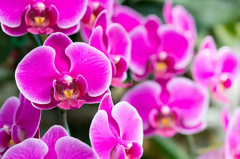 orchideja falenopsis 118463402