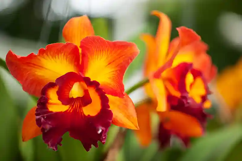 orchideja katleja 49503929