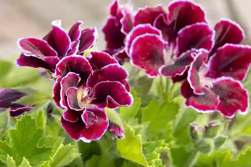 pelargonija pelargonium 25053438