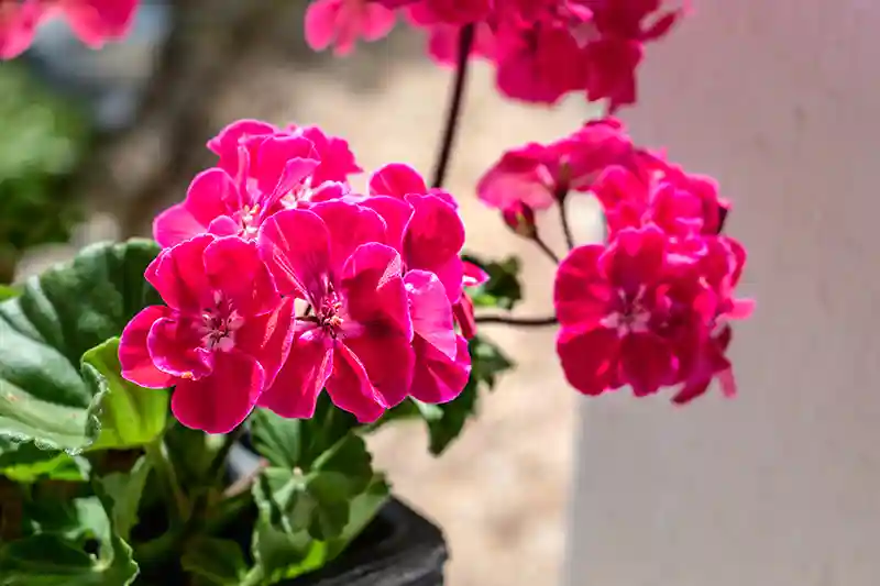 pelargonija pelargonium 387939959