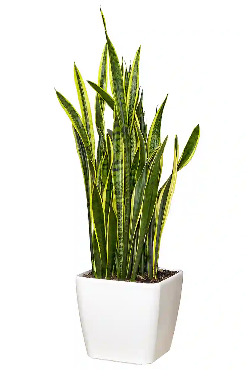 sansevjera Sansevieria