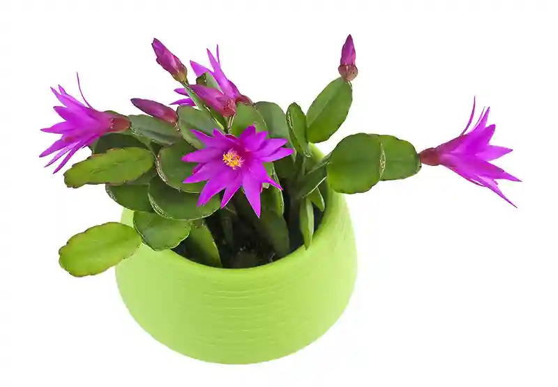velyku kaktusas narenis Rhipsalidopsis