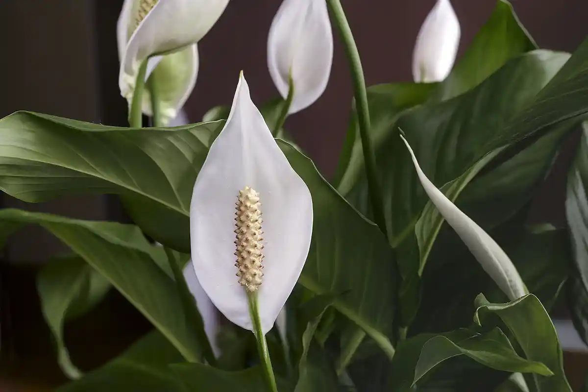 Vėzdūnė (Spathiphyllum)