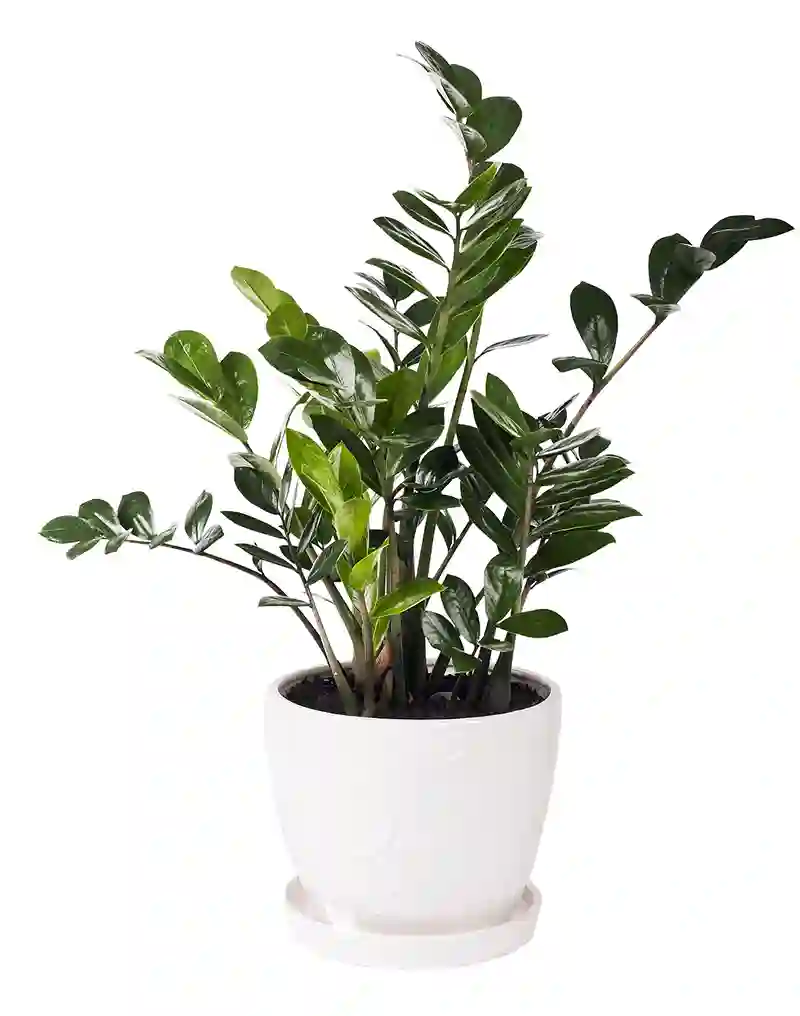 zamiokulkas Zamioculcas pinigu medis