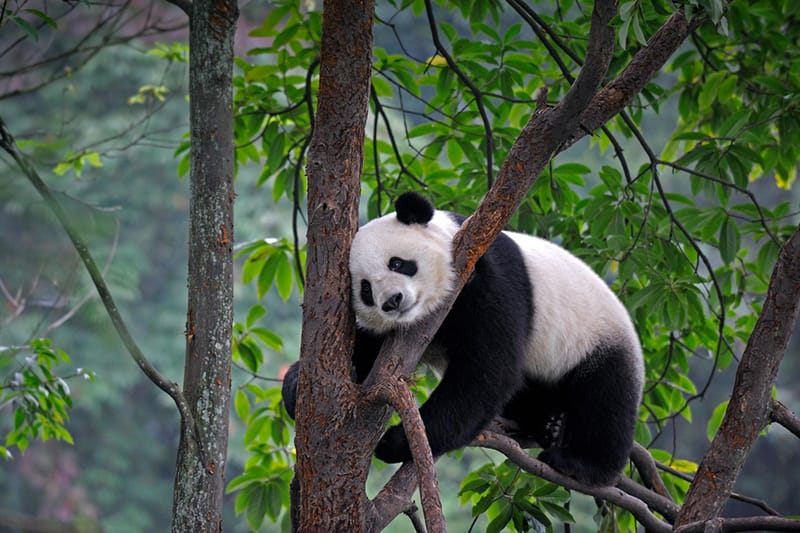 svarstykles panda